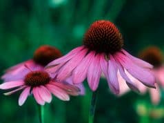 Asthma Auslöser – Saisonal Beruf Schwangerschaft