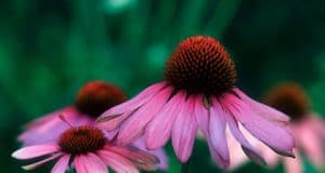 Asthma Auslöser – Saisonal Beruf Schwangerschaft