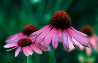Asthma Auslöser – Saisonal Beruf Schwangerschaft