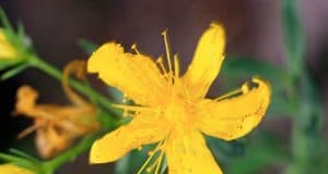 Bedeutung des Immunsystems – Abwehrreaktion Abwehrsystem Sofortreaktionen