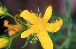 Bedeutung des Immunsystems – Abwehrreaktion Abwehrsystem Sofortreaktionen