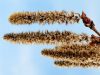 Harnstoffhaltige Cremes und Salben und Synthetischer Gerbstoff – Allergien