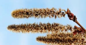 Harnstoffhaltige Cremes und Salben und Synthetischer Gerbstoff – Allergien