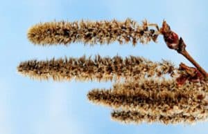 Harnstoffhaltige Cremes und Salben und Synthetischer Gerbstoff – Allergien
