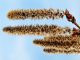 Harnstoffhaltige Cremes und Salben und Synthetischer Gerbstoff – Allergien