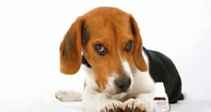 Immunsuppressiva und neue Medikamente auf dem Markt – Allergien