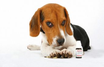 Immunsuppressiva und neue Medikamente auf dem Markt – Allergien