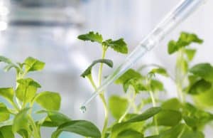 Nahrungsmittelallergien – Wege zur Sensibilisierung und Symptome