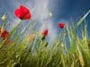 Pollen Verschmutzung und Allergien – Zivilisation und Krankheit
