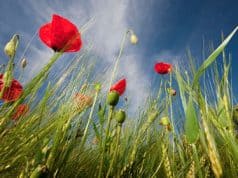 Pollen Verschmutzung und Allergien – Zivilisation und Krankheit