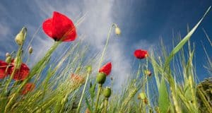 Pollen Verschmutzung und Allergien – Zivilisation und Krankheit