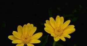 Ursachen von Allergien – Dreckhypothese Umweltbelastung risikoreiche Berufe