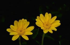 Ursachen von Allergien – Dreckhypothese Umweltbelastung risikoreiche Berufe