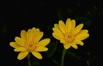 Ursachen von Allergien – Dreckhypothese Umweltbelastung risikoreiche Berufe