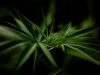 Alter Phänotypen Potenz einhäusige Linien – THC- und CBD-Gehalt Variationen der Cannabinoiden