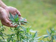 Arten Samen Funktion Vererbung und Bonsai-Marihuana – Cannabis Wachstum und Potenz