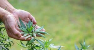 Arten Samen Funktion Vererbung und Bonsai-Marihuana – Cannabis Wachstum und Potenz