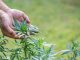 Arten Samen Funktion Vererbung und Bonsai-Marihuana – Cannabis Wachstum und Potenz