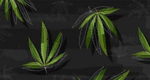 Cannabinoide Inhaltsstoffe und ihre Effekte beim Cannabis und Marihuana