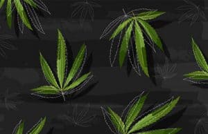 Cannabinoide Inhaltsstoffe und ihre Effekte beim Cannabis und Marihuana