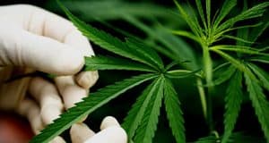 Die Synthese von THC CBD und ihre Analoga – PL94 von Poot