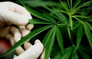 Die Synthese von THC CBD und ihre Analoga – PL94 von Poot