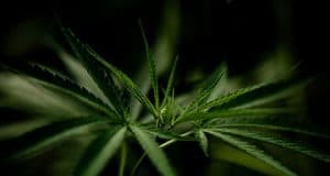 Haschisch Pflanzenteile Thai wildes Gras und Hybriden Cannabinoiden – THC- und CBD-Gehalt