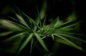 Haschisch Pflanzenteile Thai wildes Gras und Hybriden Cannabinoiden – THC- und CBD-Gehalt