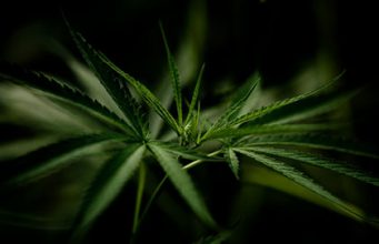 Haschisch Pflanzenteile Thai wildes Gras und Hybriden Cannabinoiden – THC- und CBD-Gehalt