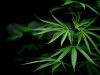 Licht Erde Vorbereitung Behälter und Samen – Cannabis zu Hause oder im Garten Anbauen