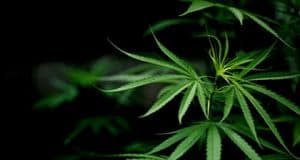 Licht Erde Vorbereitung Behälter und Samen – Cannabis zu Hause oder im Garten Anbauen