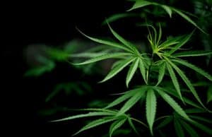 Licht Erde Vorbereitung Behälter und Samen – Cannabis zu Hause oder im Garten Anbauen