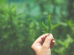 Lichtsystem Keimung Gießen Ausdünnen Umtopfen Stützen Düngung – Cannabis zu Hause Anbauen