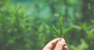 Lichtsystem Keimung Gießen Ausdünnen Umtopfen Stützen Düngung – Cannabis zu Hause Anbauen