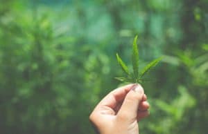 Lichtsystem Keimung Gießen Ausdünnen Umtopfen Stützen Düngung – Cannabis zu Hause Anbauen
