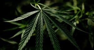 Marihuana Ernte und Zubereitung – Grundlagen und Herstellung in Indien Libanon China etc