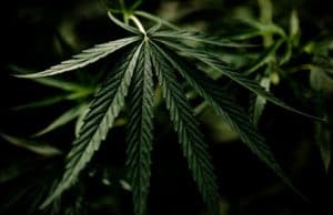 Marihuana Ernte und Zubereitung – Grundlagen und Herstellung in Indien Libanon China etc