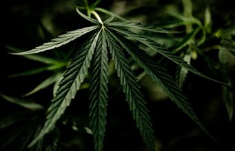 Marihuana Ernte und Zubereitung – Grundlagen und Herstellung in Indien Libanon China etc