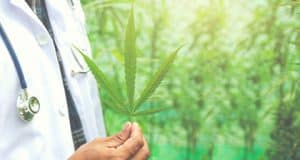 Pfropfen Klonen Beschneiden Farbe Anbau Polyploidie – beim Cannabis Anbau im Freien