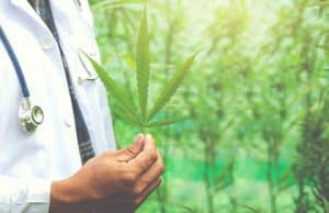 Pfropfen Klonen Beschneiden Farbe Anbau Polyploidie – beim Cannabis Anbau im Freien