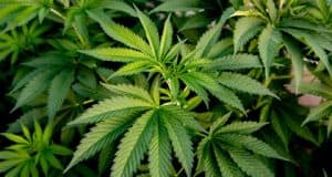 Potente Cannabis Zubereitungen fürs Rauchen Trinken und Essen