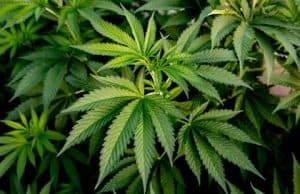 Potente Cannabis Zubereitungen fürs Rauchen Trinken und Essen