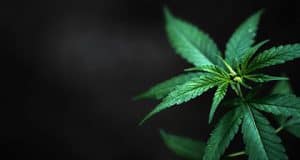 Temperatur Feuchtigkeit Kohlendioxyd Trocknen Wartung Schädlinge – Cannabis zu Hause Anbauen