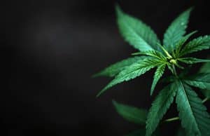 Temperatur Feuchtigkeit Kohlendioxyd Trocknen Wartung Schädlinge – Cannabis zu Hause Anbauen