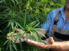 Vorbereitung Lösungsmittel Reinheit DEA-Anmerkungen Isomerisieren – THC Extraktion und Haschisch-Öl