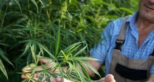 Vorbereitung Lösungsmittel Reinheit DEA-Anmerkungen Isomerisieren – THC Extraktion und Haschisch-Öl