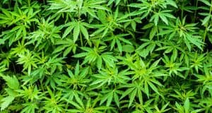 Vorsichtsmaßregeln Wachstum Umpflanzen Verteilen Wasser Blüte Versuche- Cannabis Anbau im Freien