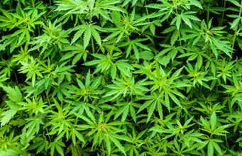 Vorsichtsmaßregeln Wachstum Umpflanzen Verteilen Wasser Blüte Versuche- Cannabis Anbau im Freien