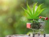 Ätherische Öle Kohlenwasserstoffe Alkaloide Opiat – Variationen im Gehalt an Nicht-Cannabinoiden