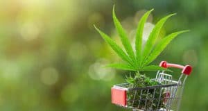 Ätherische Öle Kohlenwasserstoffe Alkaloide Opiat – Variationen im Gehalt an Nicht-Cannabinoiden